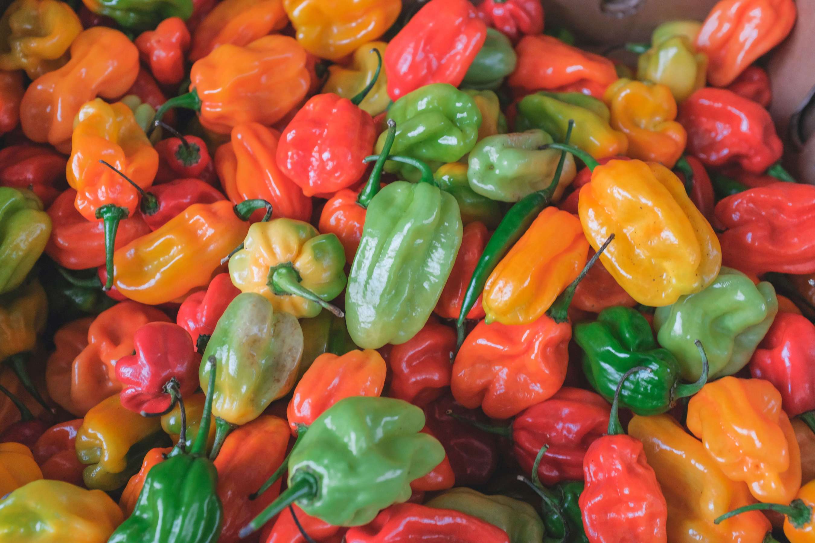 An array of colorful, hot peppers, filled with healing powers and capabilities