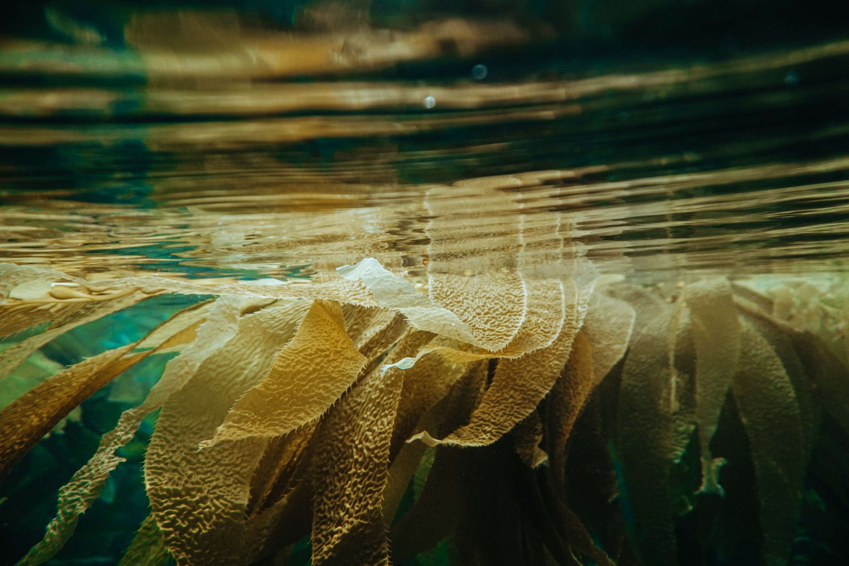 A close up shot of some seaweed