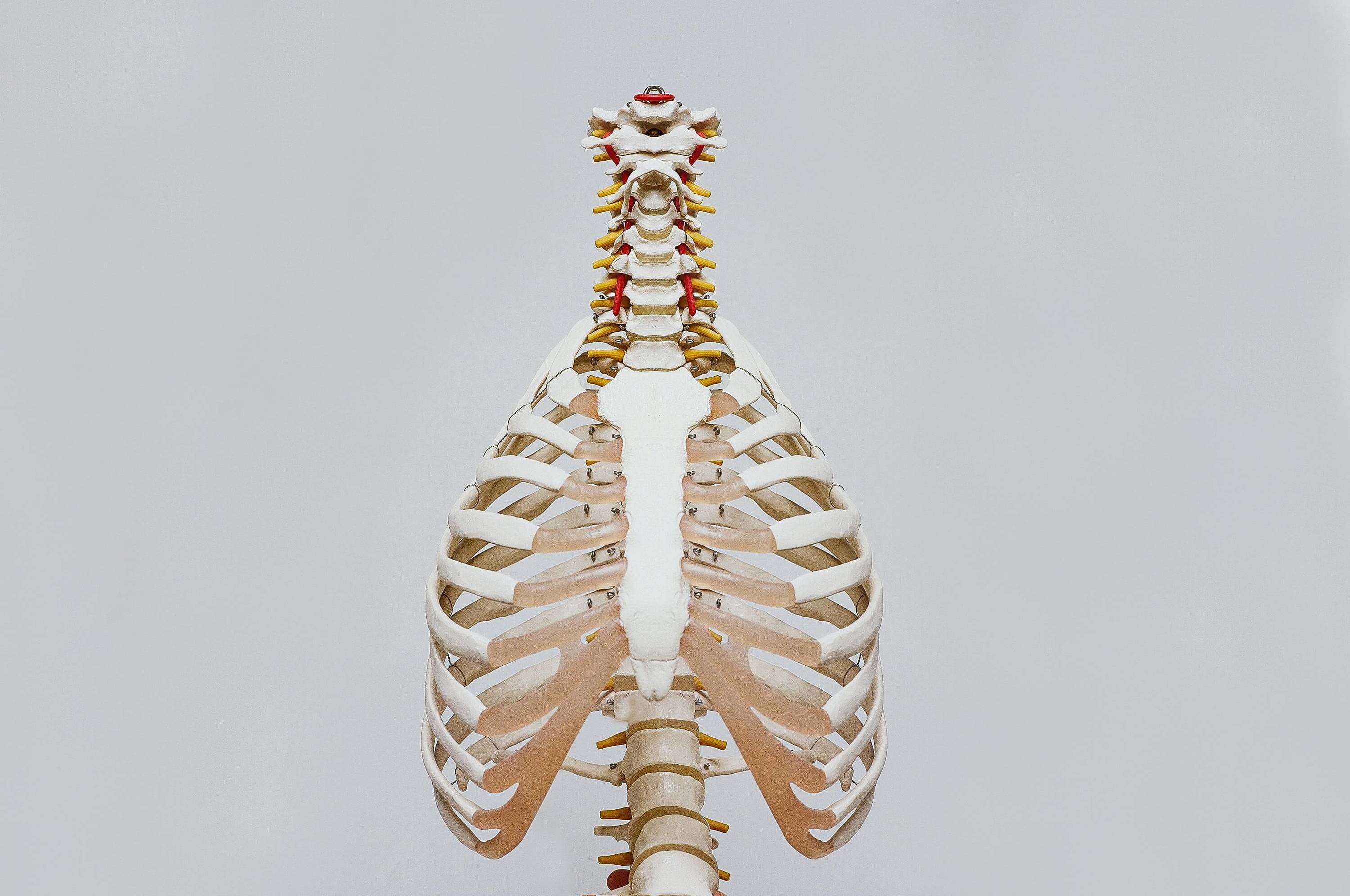 Clean lungs on a model skeleton