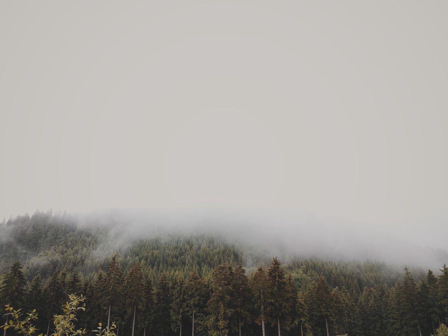 mist, rolling over the tops of trees in the woods