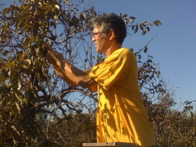 Man on a ladder picking some apples, ready for a pie