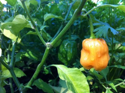 An orange bell pepper on the vine with droplets of water hanging off