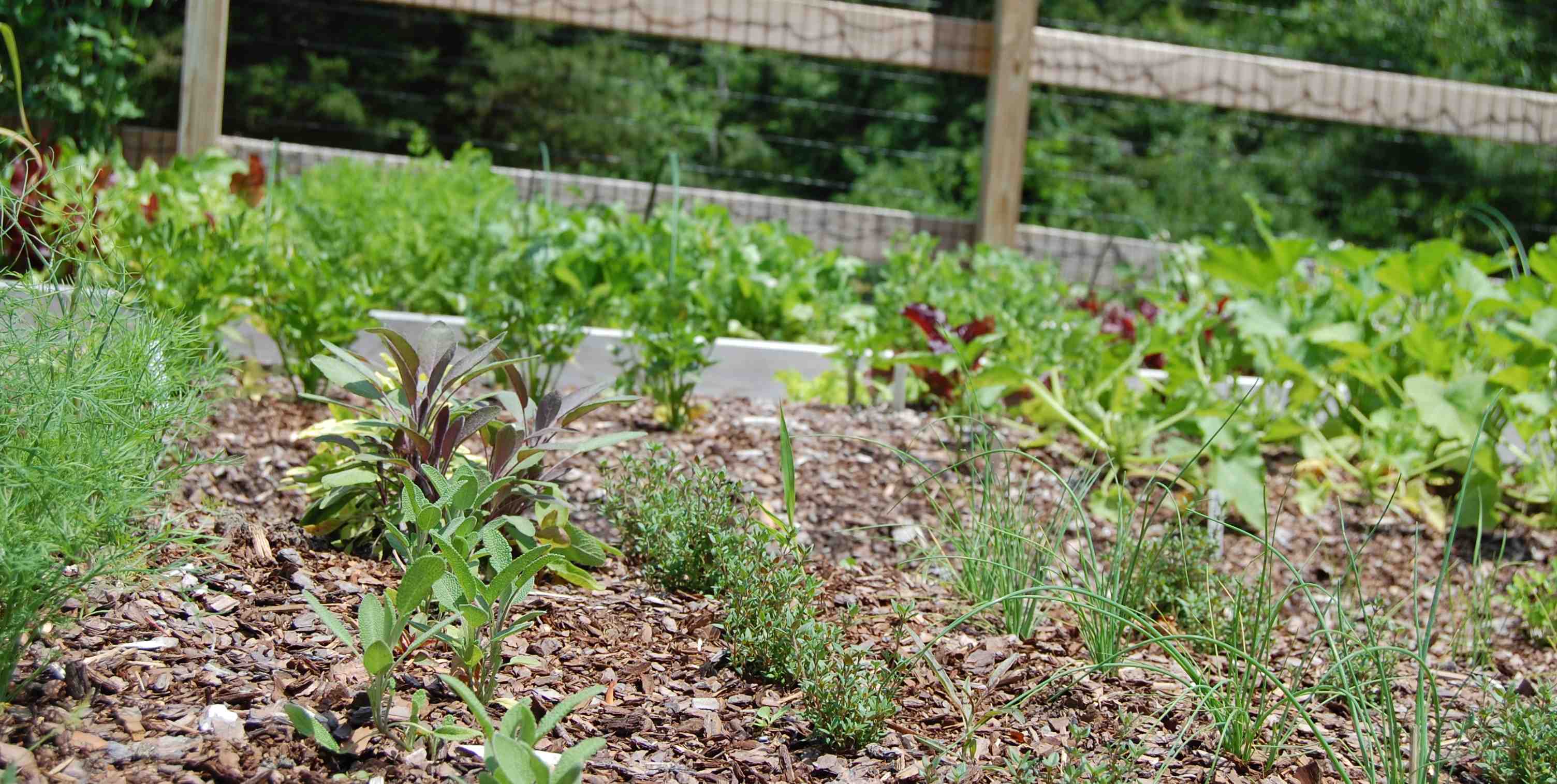 a picture of a blooming garden