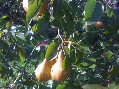 Pears hanging from a tree