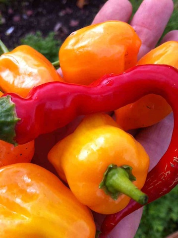 close up of hot peppers 