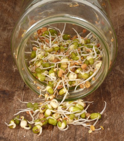 Sprouted mung beans on a table