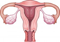 illustration of female reproductive system