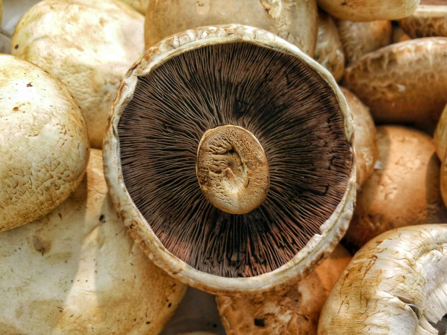 portobello mushrooms, prepped and ready to be cooked