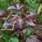 A natural herb found in Peru