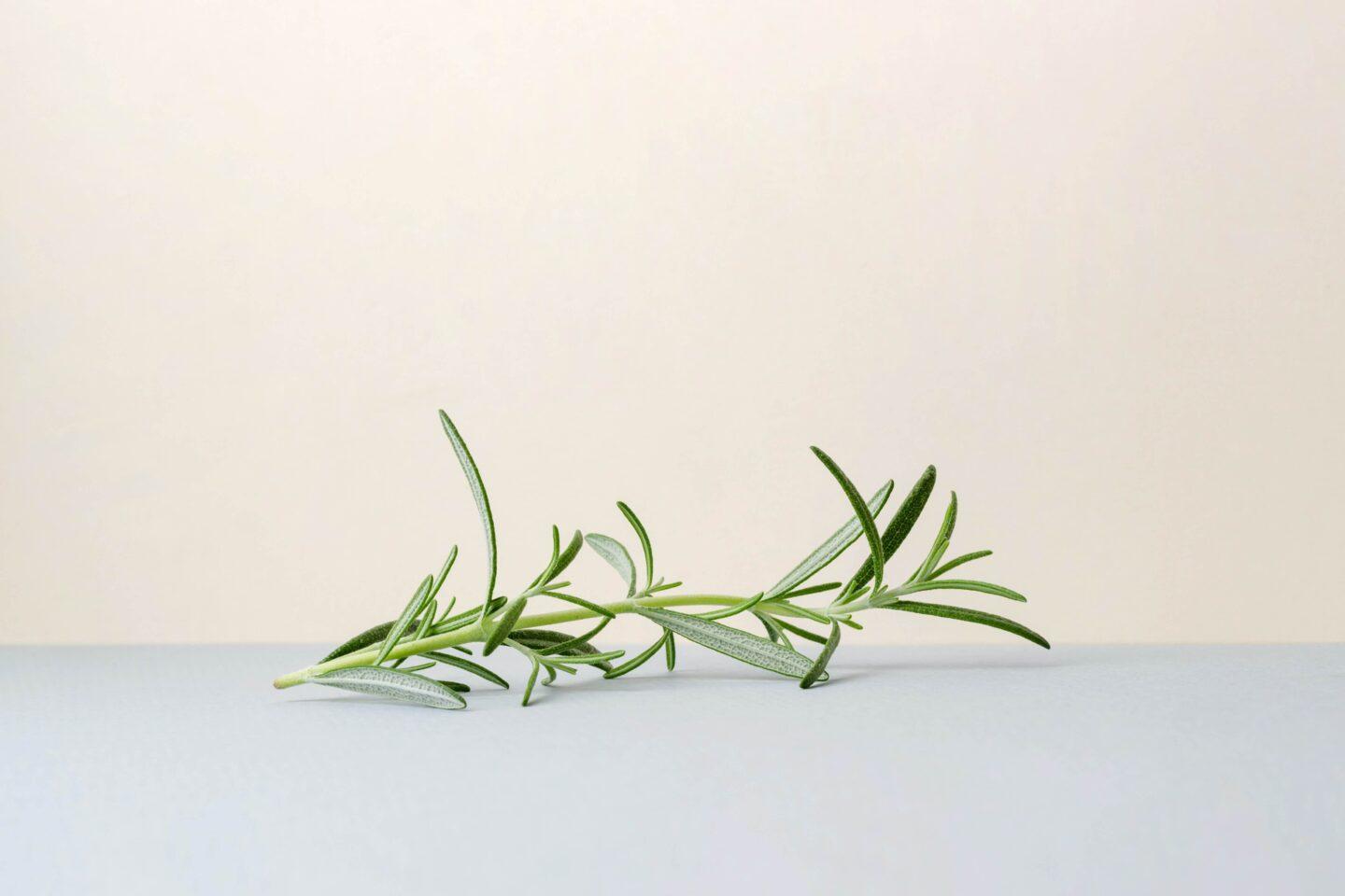 A sprig of rosemary, known for its antimicrobial properties
