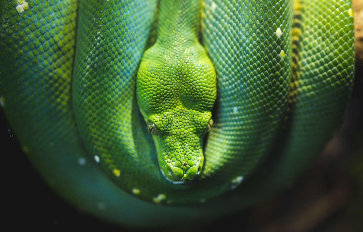 A green snake, coiled around a tree branch