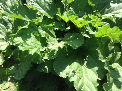 Rhubarb Plant