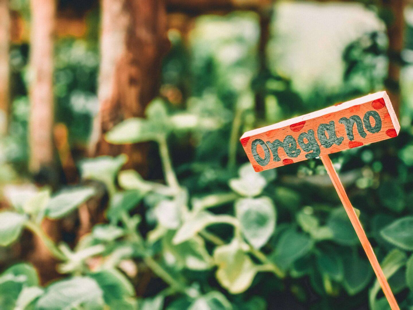 A vibrant and green farmers market with a. wooden sign that says