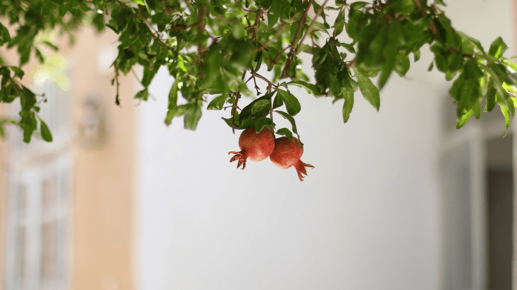 small pomegranates hanging from a tree
