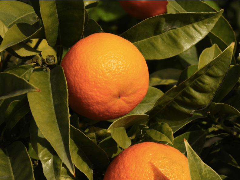 two oranges on a tree