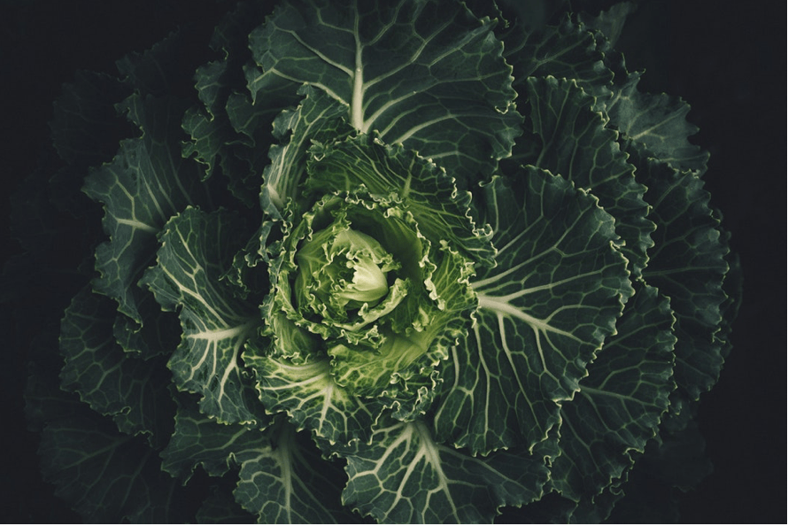 a moody close up shot of a budding head of cabbage