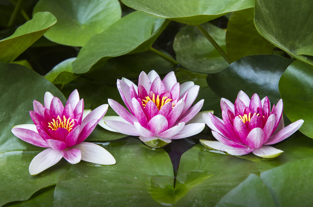 The Lotus Plant & Skincare The Yinova Center