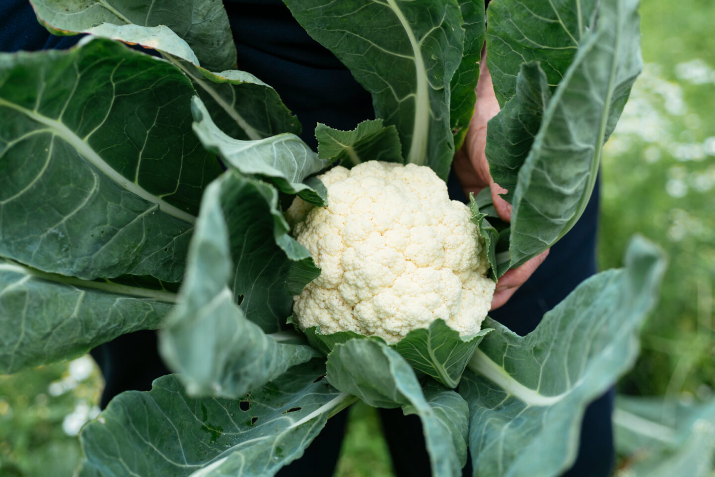 Gardener holding a harvested cauliflower in a vegetable garden.