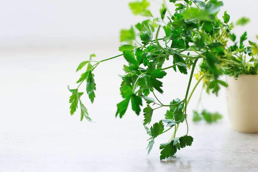 a cilantro plant on a white table