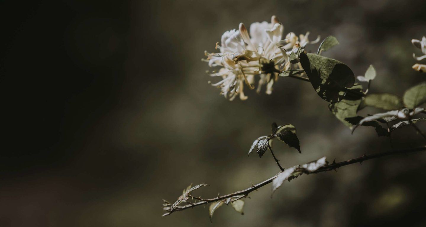 Honeysuckle, an herb used in Chinese medicine