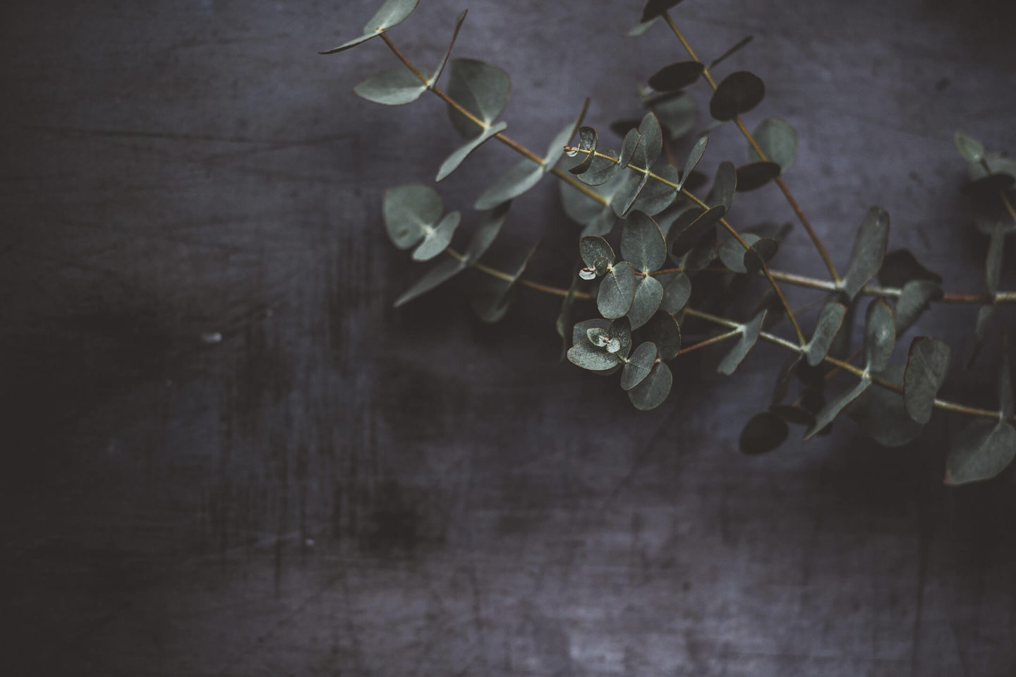 Eucalyptus, an herb used in Chinese medicine