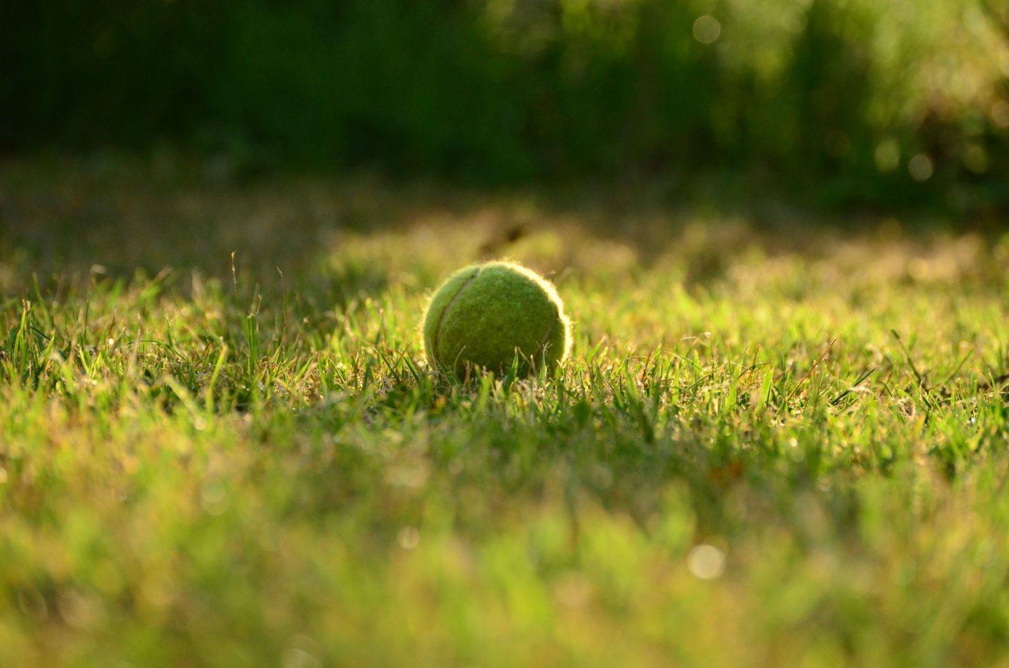 A dogs tennis ball