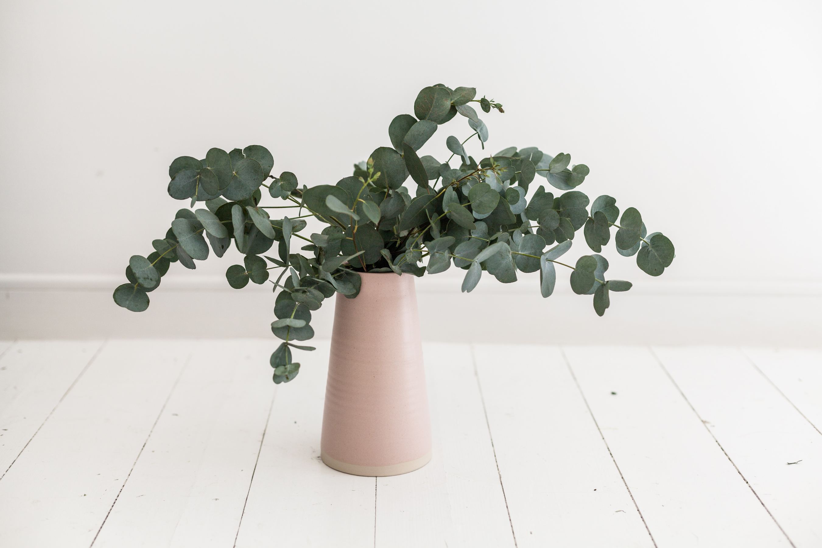 eucalyptus leaves
