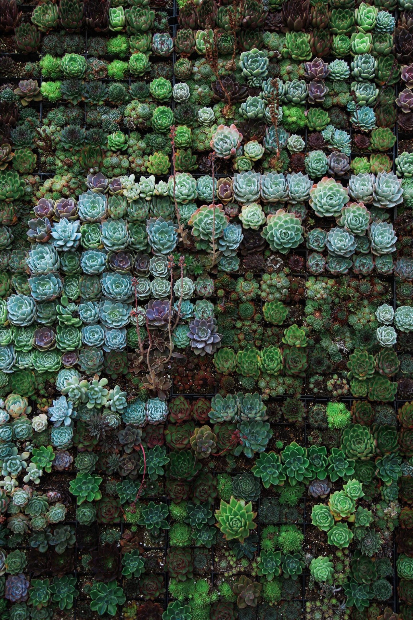A wall of succulents, known for their resilience