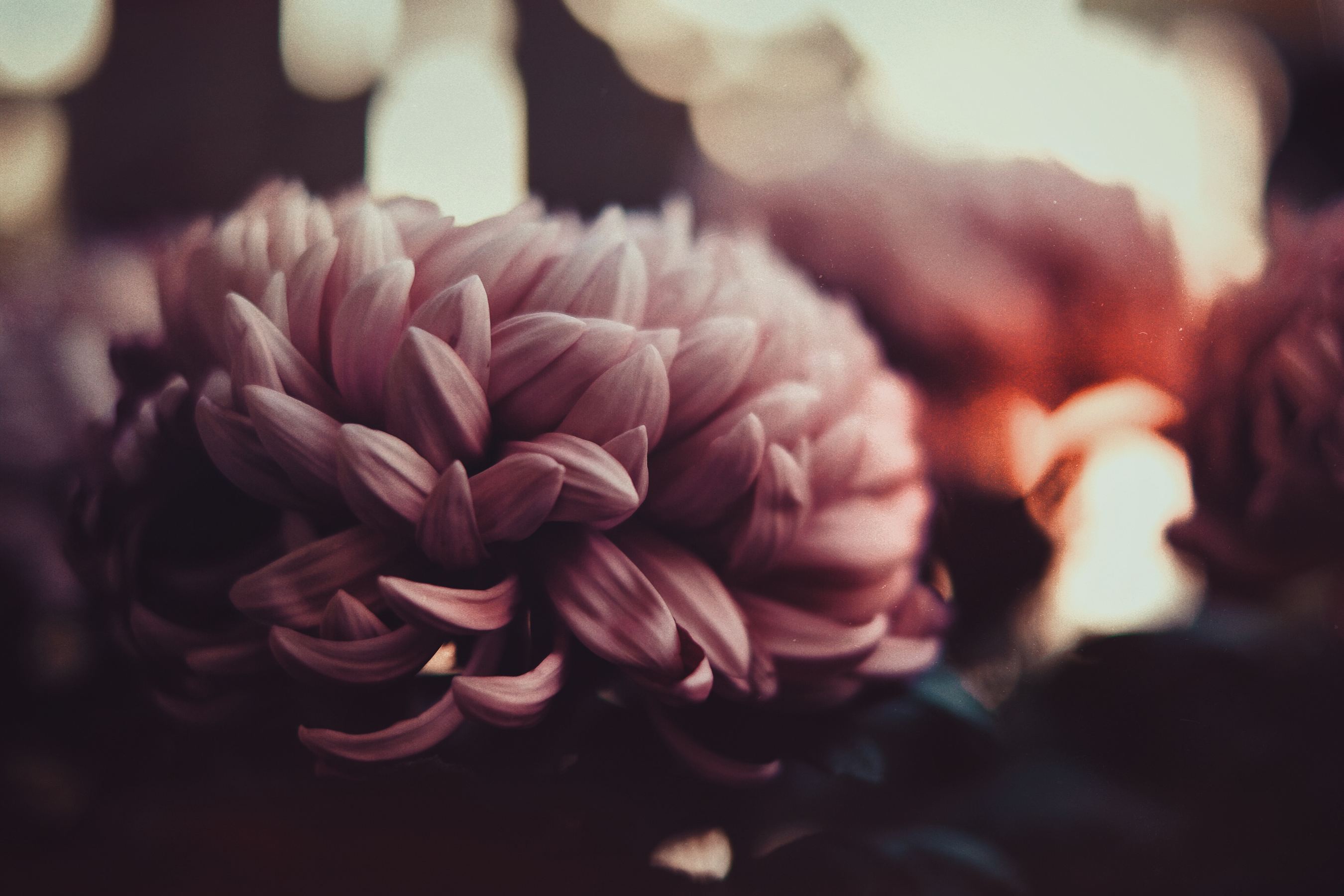 close up of a chrysanthemum flower