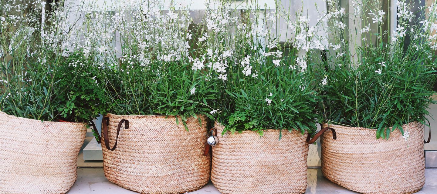 spring display of flowers