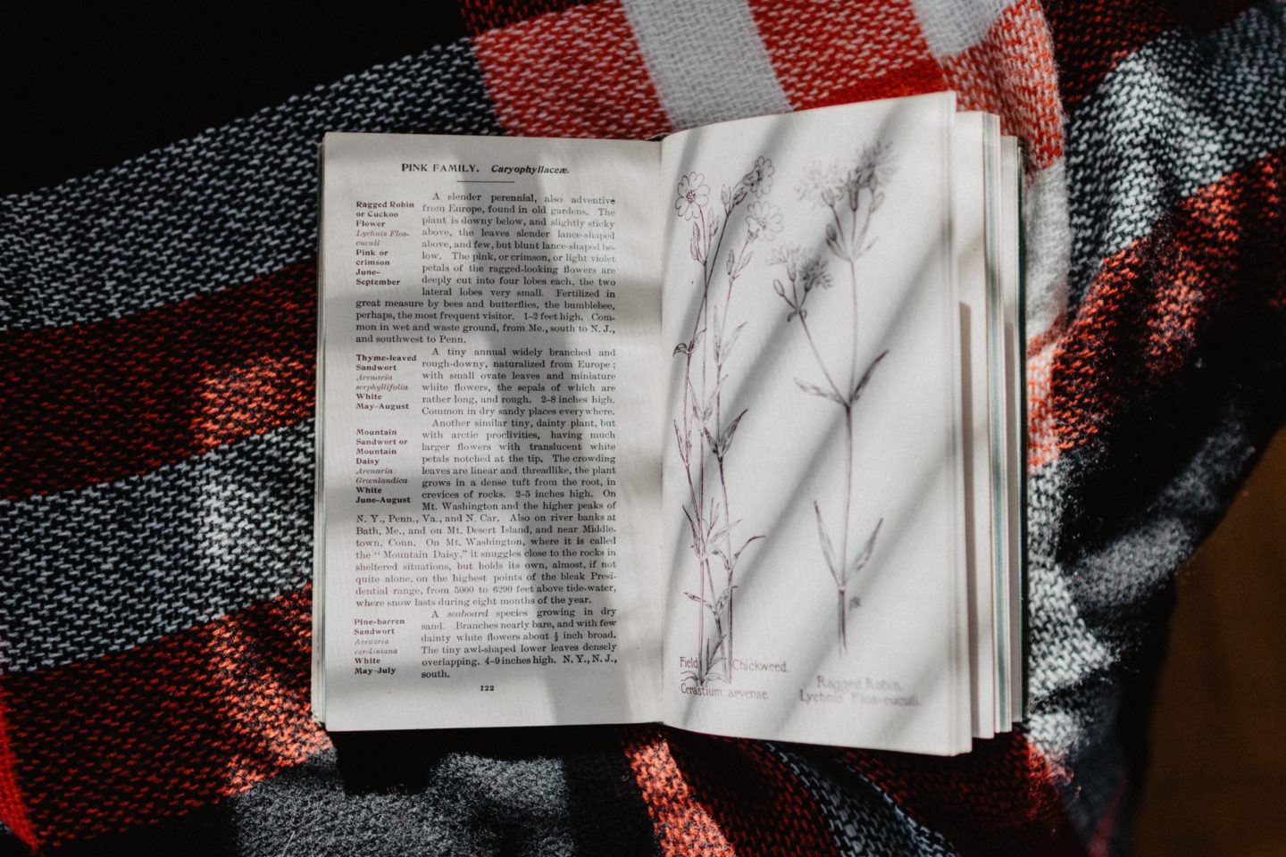 Picnic blanket laid out with an open book