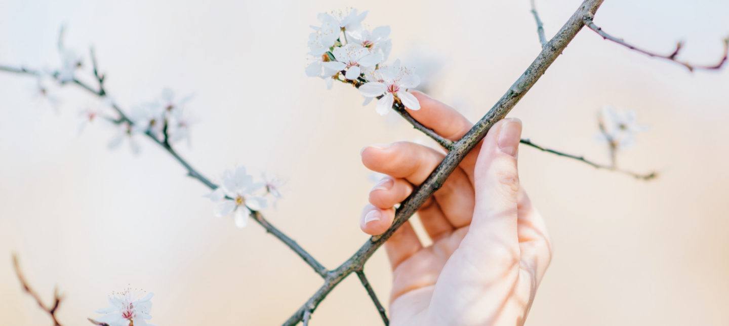 Hand holding new tree blossom