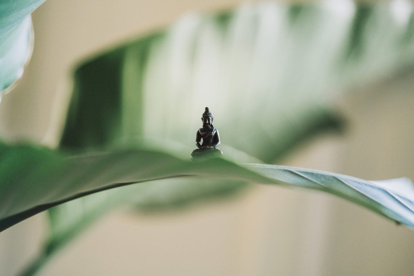 Tiny buddha statue on a large green leaf