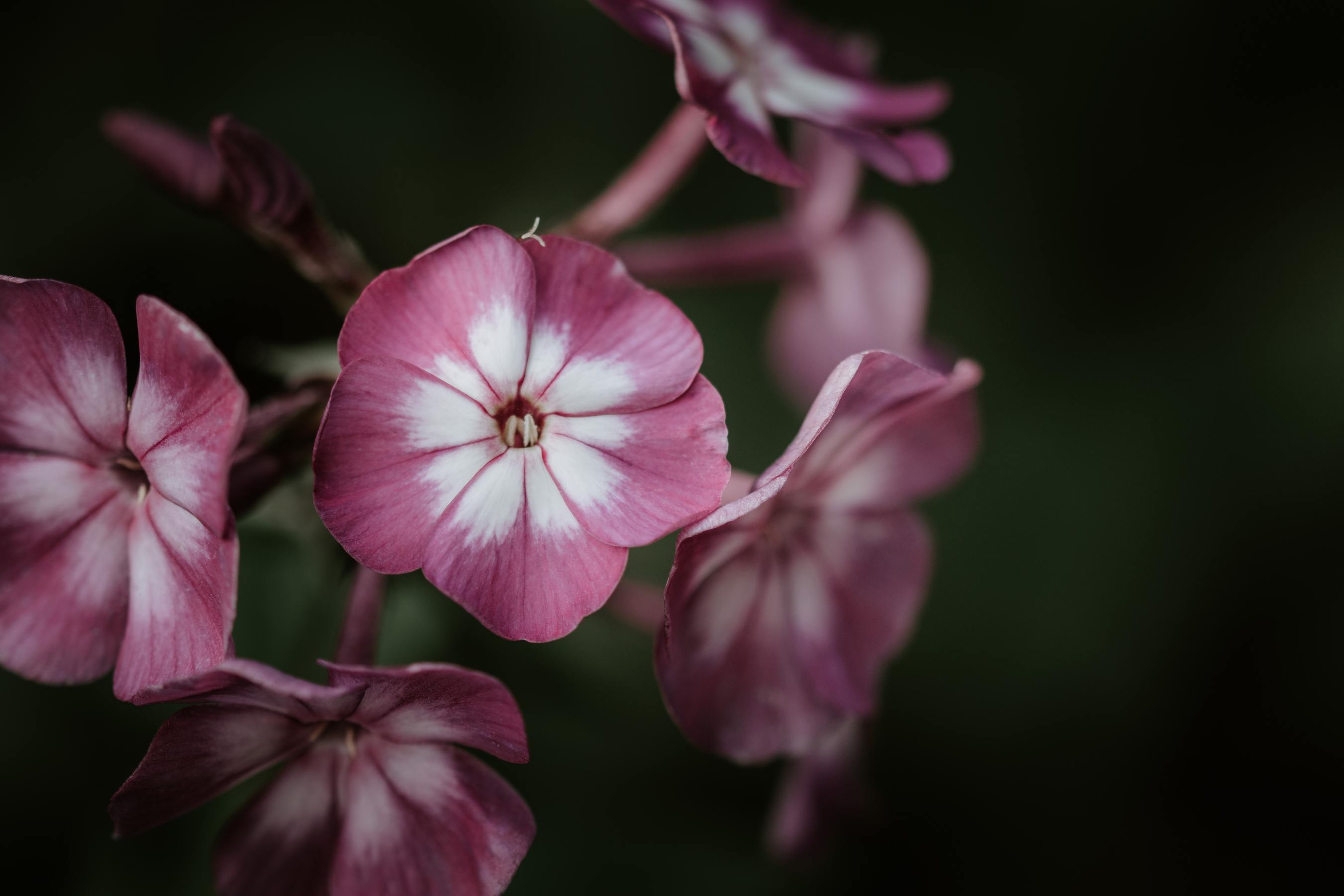 Pink and white flowers