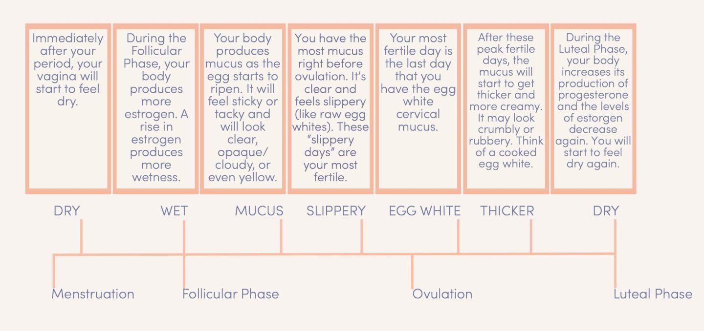 Cervical Fluid Chart