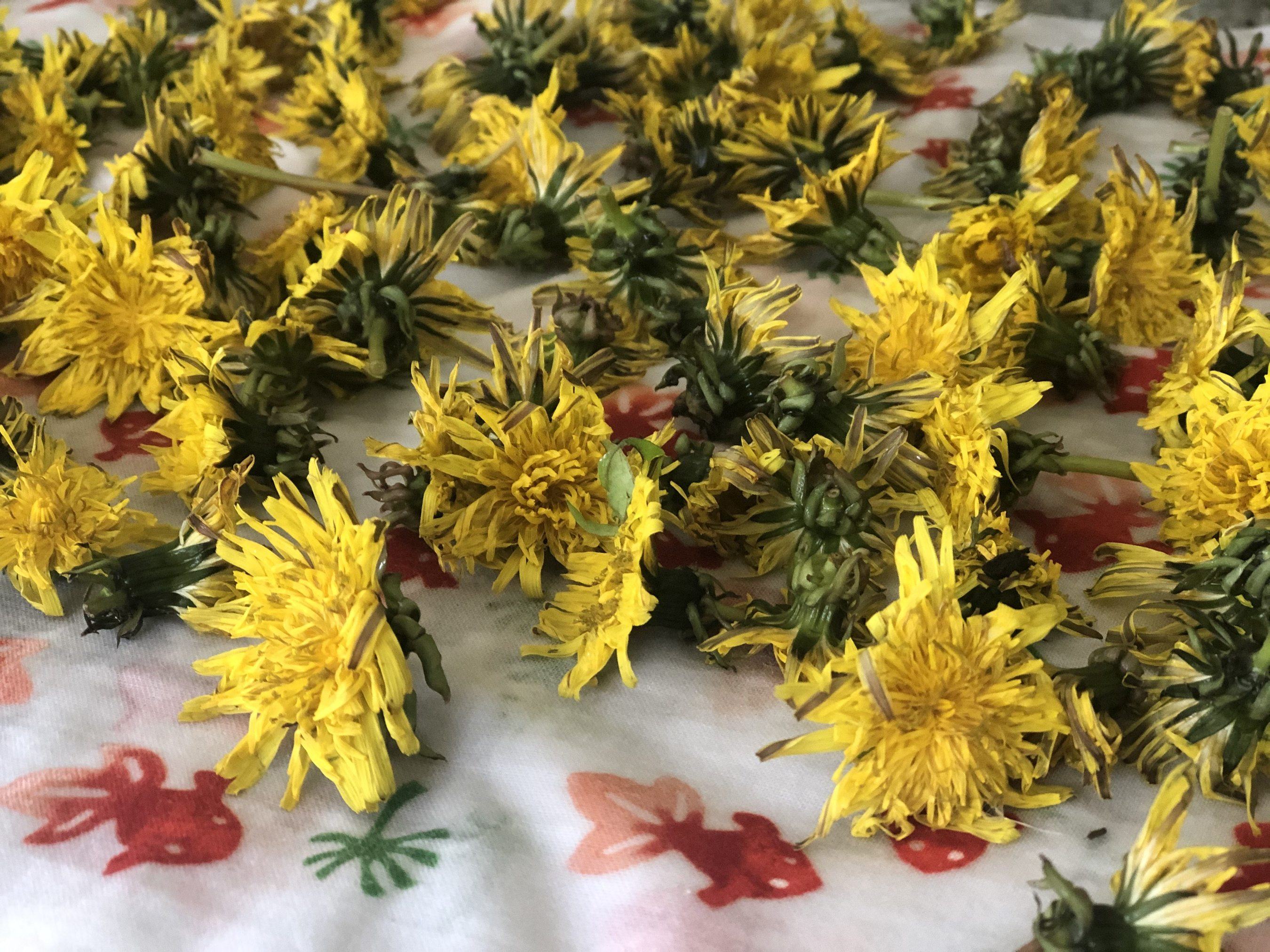 picked dandelions on a table 