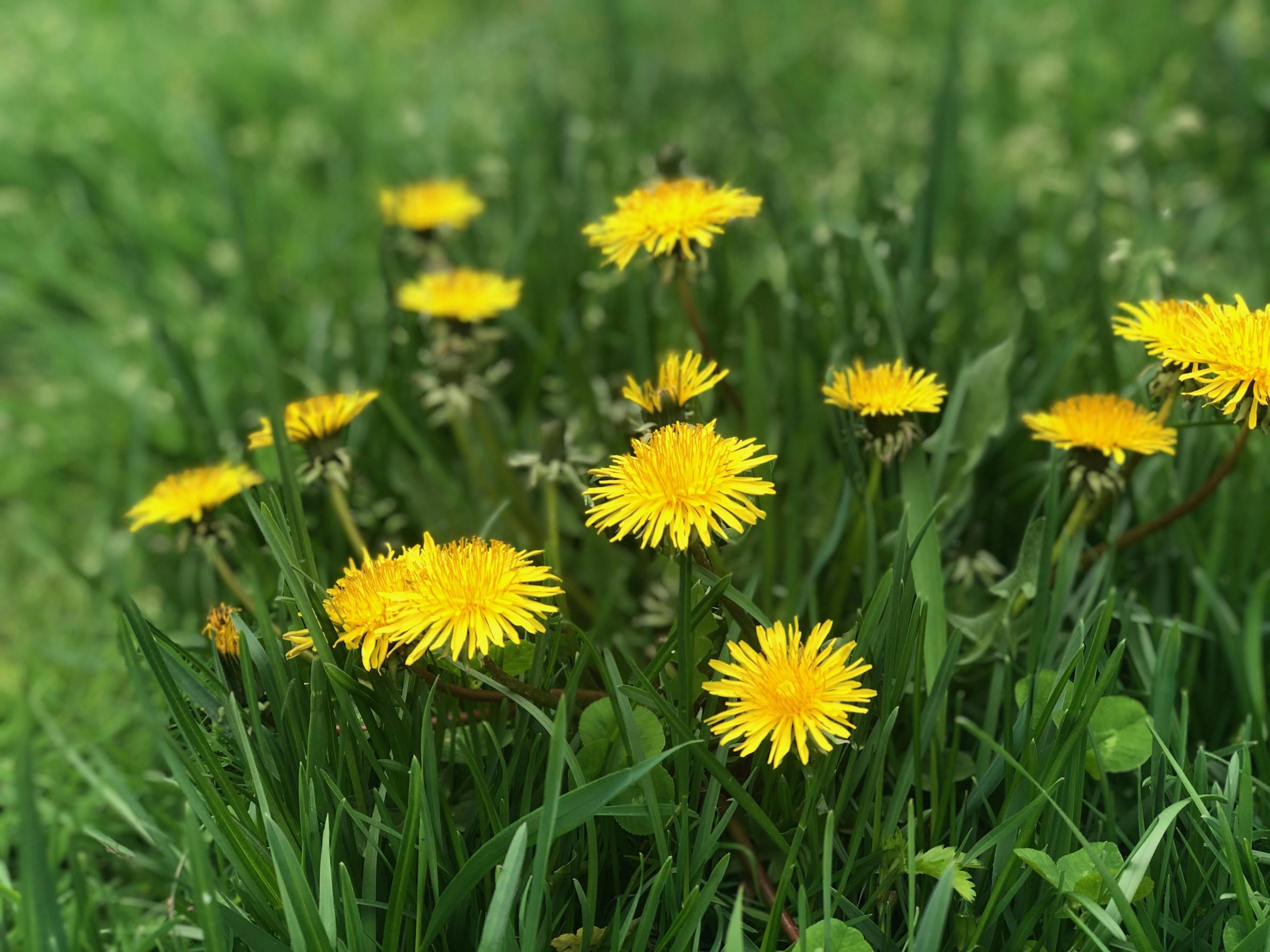 close up of wild dandelions 