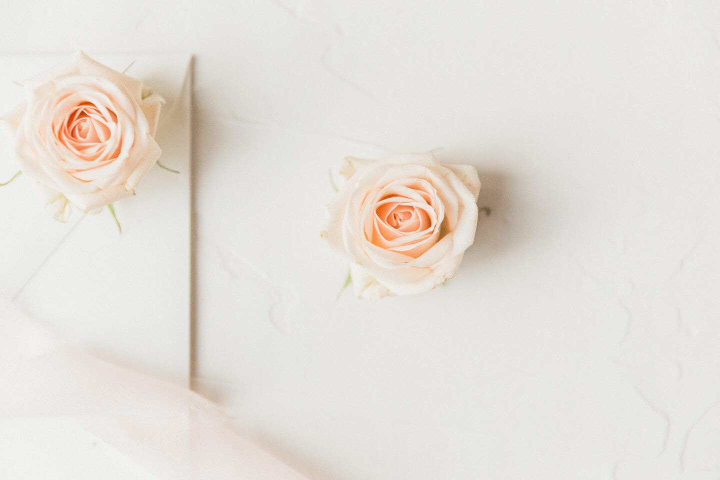 light pink roses on white background