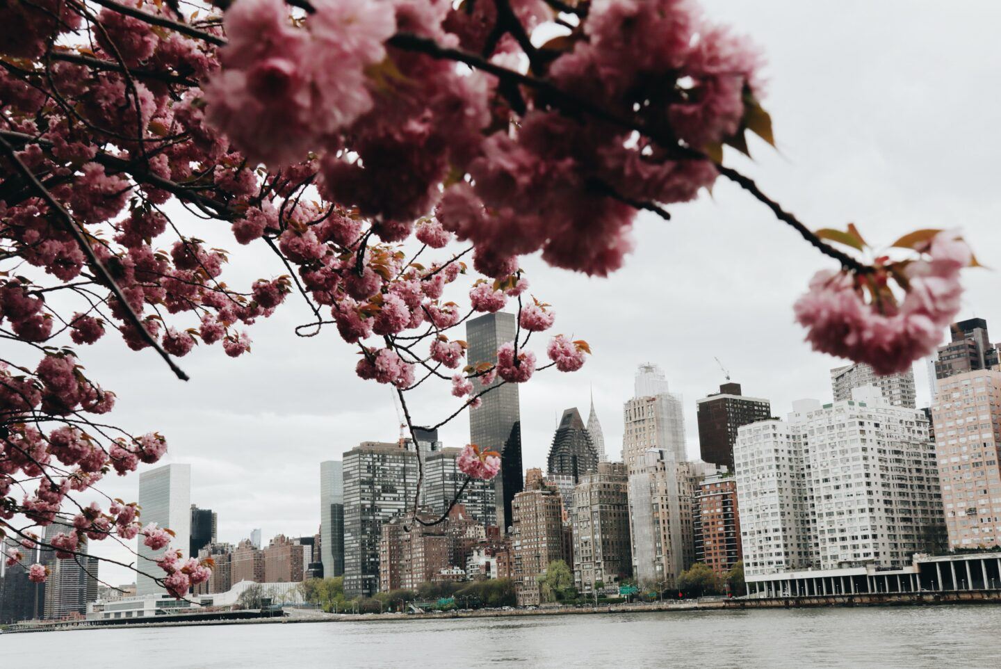 Blossoms on a city background