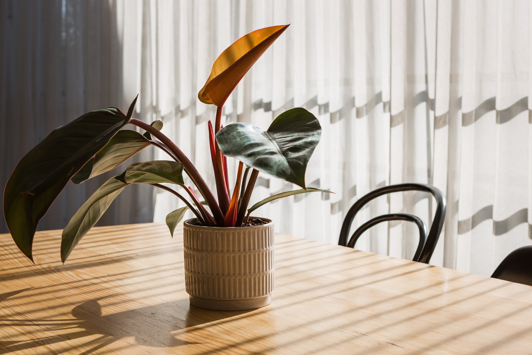 An indoor pot plant on a dining table with sunlight streaming through sheer curtains