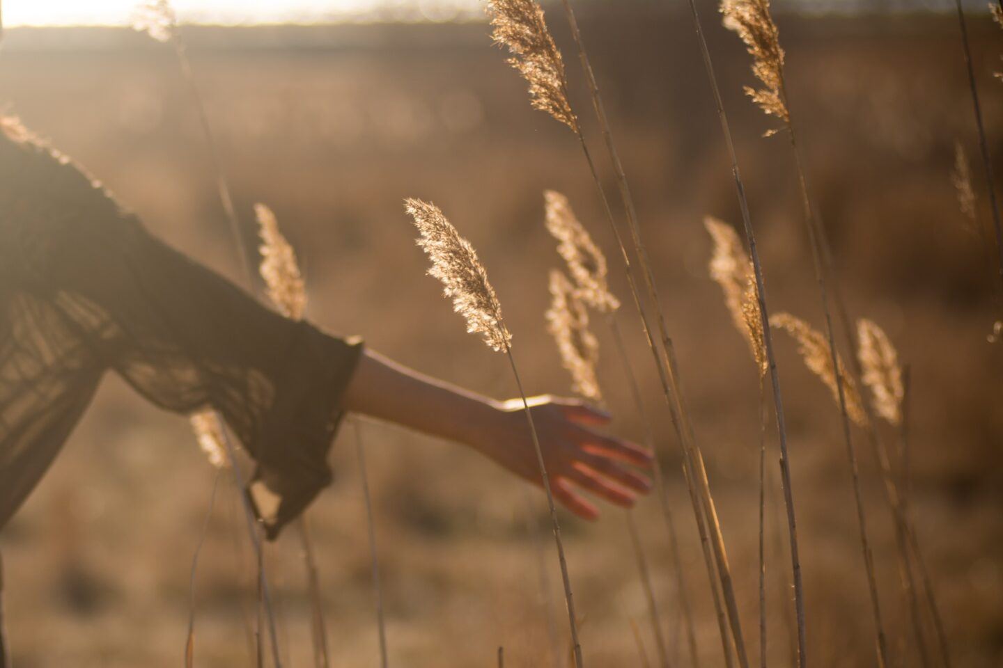 A person's hand grazes some tall wheat in a sun soaked field