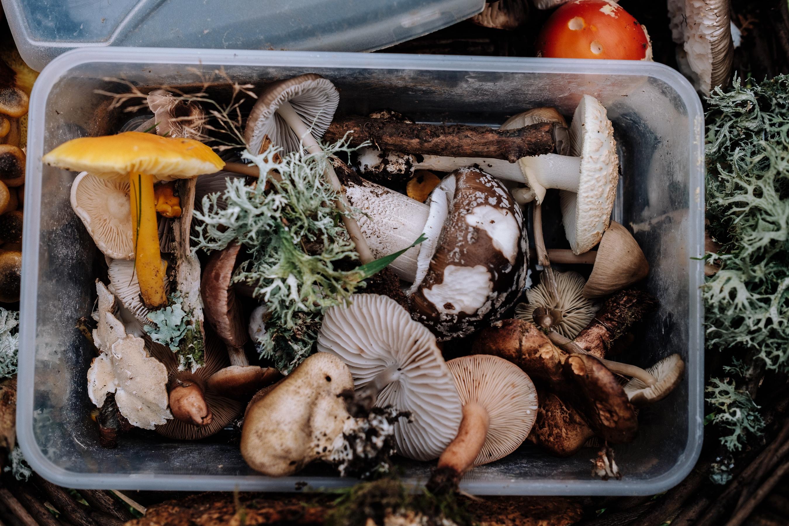 A varies of woodland mushrooms are gathered together in a clear Tupperware container 