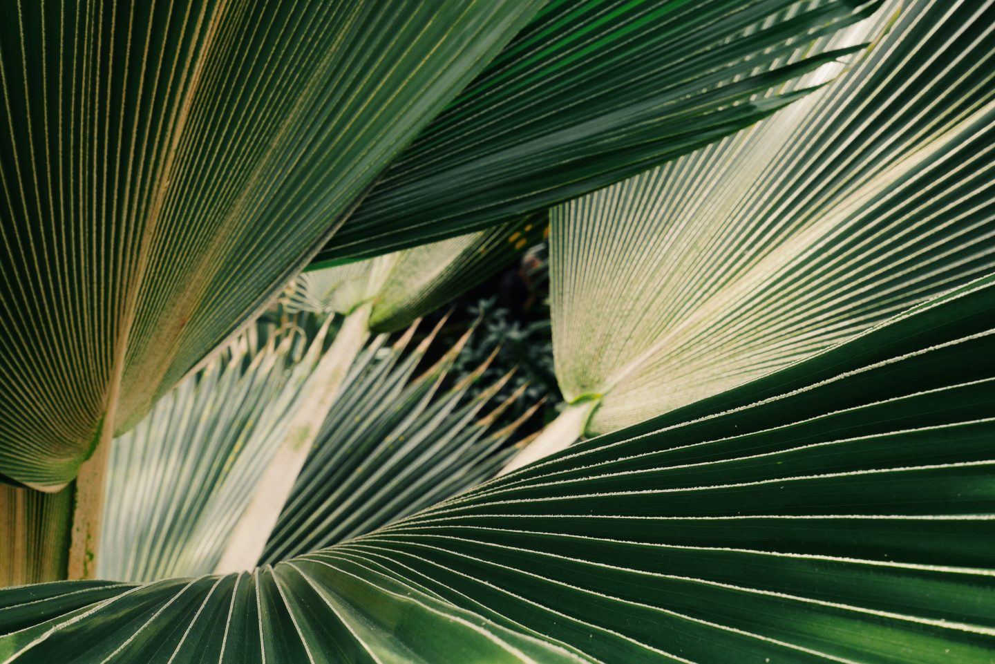 A close up of green tropical leaves