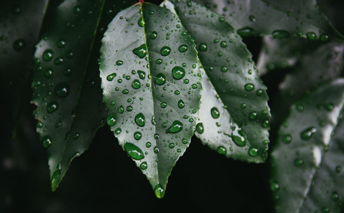Lucious green leaves with rain drops on them