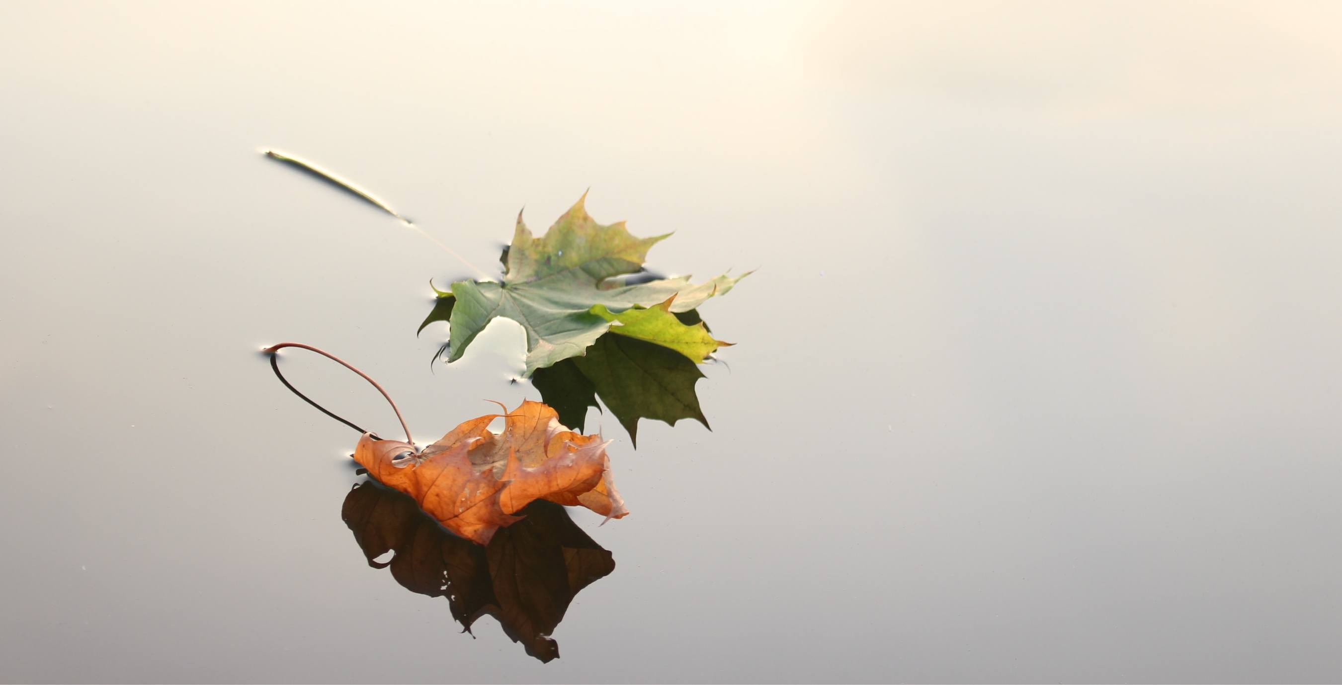 Autumn leaves, one orange and one green, resting on a river