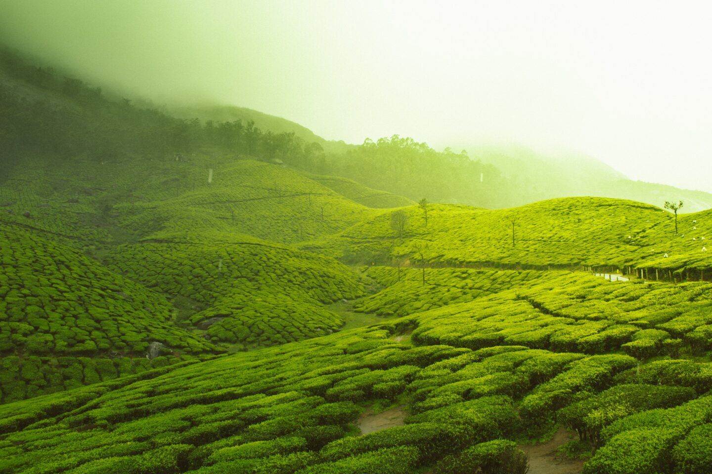 India's rolling green hills