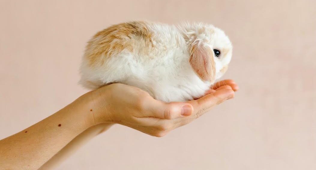 Two Hands hold a tiny rabbit