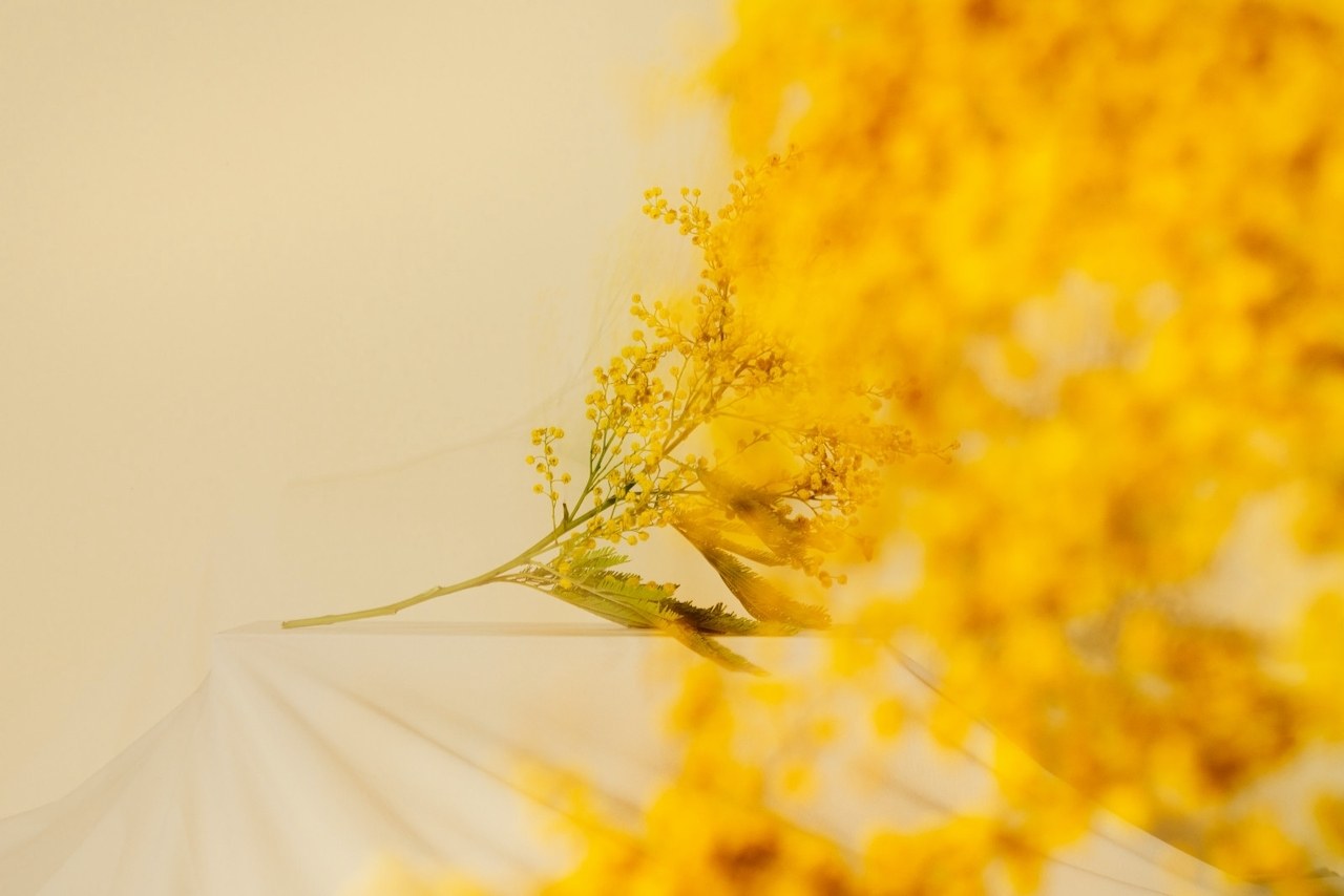 A bright powerful yellow flower bunch. 